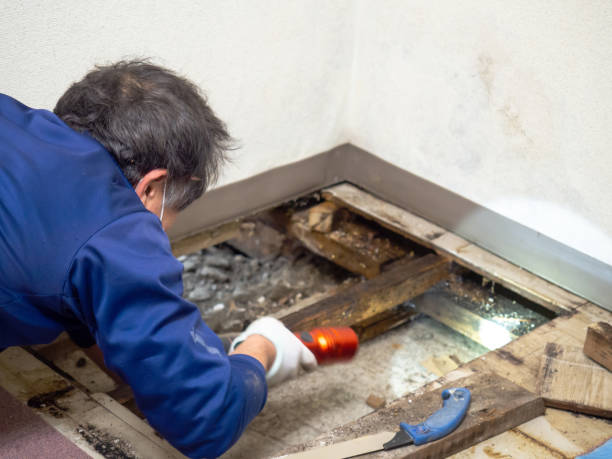 Best Mold Remediation  in Spring Park, MN