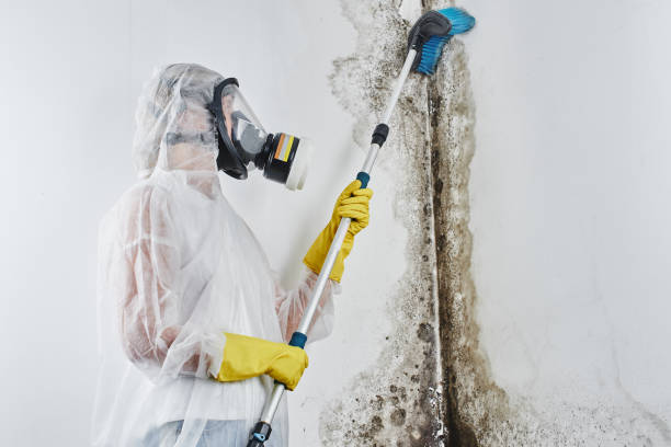 Best Crawl Space Mold Removal  in Spring Park, MN
