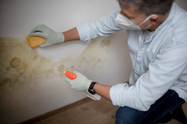 Best Crawl Space Mold Removal  in Spring Park, MN