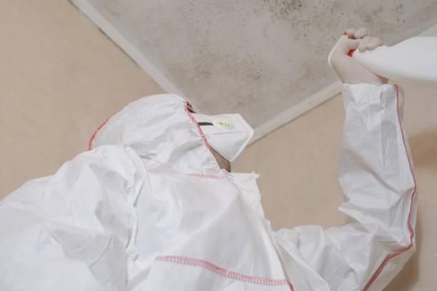 Best Fast Mold Removal  in Spring Park, MN