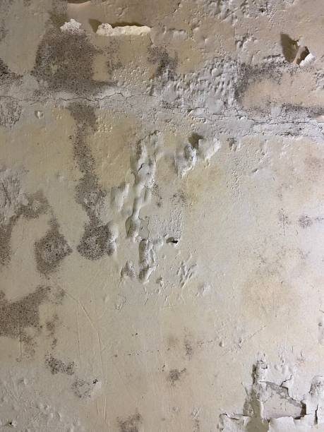 Best Residential Mold Removal  in Spring Park, MN