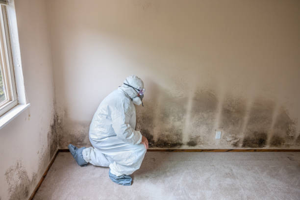 Best Black Mold Removal  in Spring Park, MN