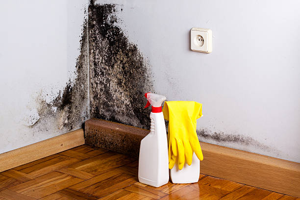 Best Mold Removal Near Me  in Spring Park, MN